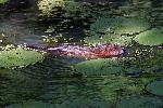 Beaver swimming