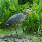 Great blue heron with fish