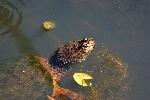 Snapping turtle
