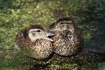 Pair of female mallard ducks