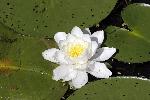 Fragrant water lily in bloom