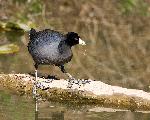 Coot stepping on log