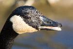 Portrait of Canada goose