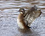 Female wood duck