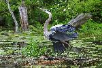 Great blue heron