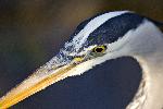 Portrait of great blue heron