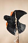 Red-winged blackbird