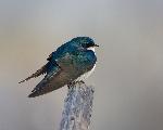 Tree swallow perches on dead tree