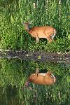 White-tailed deer pauses at water's edge