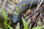 Northern water snake on log