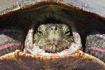 Painted turtle