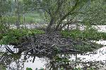Beaver lodge