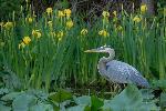 Heron among iris