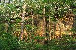 Ledges with spring trees