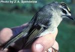 Golden-crowned kinglet