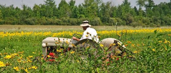 A farmer in white hat and shirt rides a tractor; in the background, a row of bright yellow flowers.