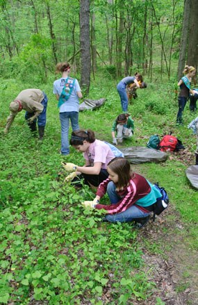 Girl Scouts pulling garlic mustard along Salt Run Trail