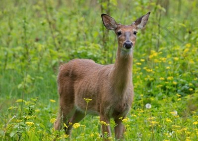 A skinny, light brown deer stands in a green field with yellow flowers, looking toward the camera.
