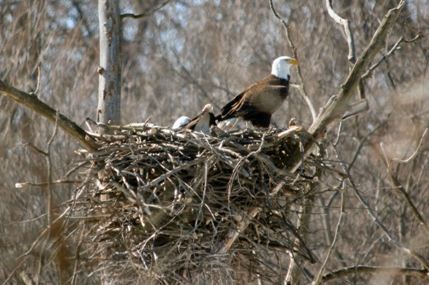 lisa romaniuk eagle nesting