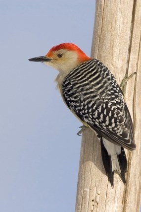 Red-bellied woodpecker photo by Jim Schmidt