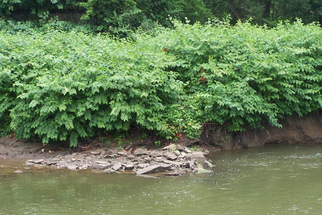 A dense green shrub completely covers the far, muddy bank of a murky green river.