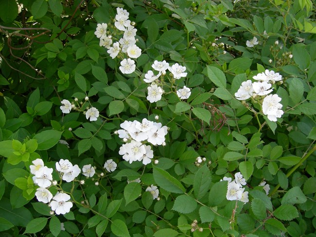 Clusters of small white rosette flowers and buds dot a bush with dense green, opposite leaves.