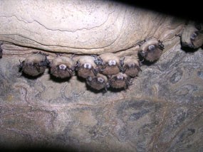 Nine brown, fuzzy bats hang by their feet from a gray rocky surface; most of their faces show white markings around their noses.