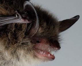 Close up on the face of a brown, furry bat with large ears; its pink mouth is open, revealing small white teeth.