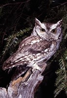Eastern screech owl