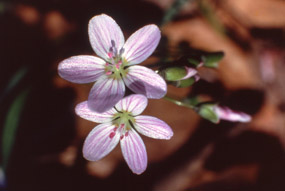 Spring beauty
