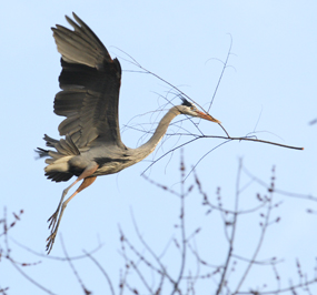 Great blue heron
