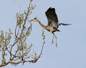 Great blue heron