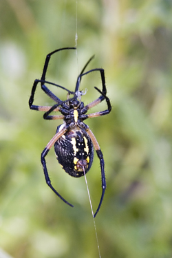 Argiope spider