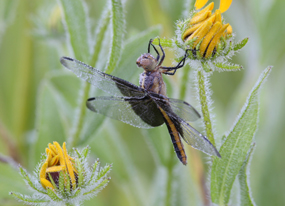 Dragonfly