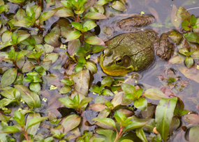 Frog in CVNP