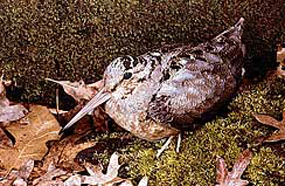 Woodcock