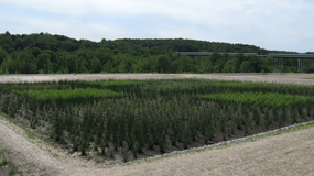 CVNP_Boston Sanitation Wetland_285w
