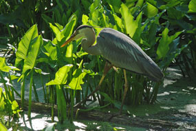Ggreat blue eron 