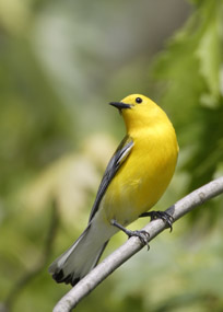 Prothonatory warbler 