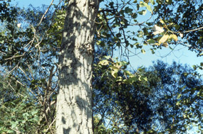 Cottonwood