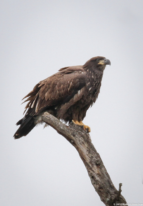 Fledged eaglet sitting 