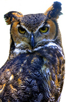 Great horned owl