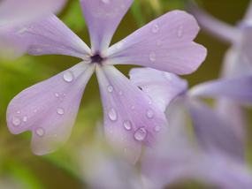 Phlox