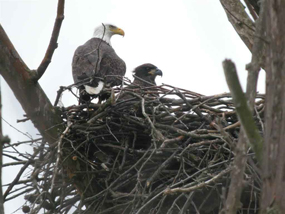 Eaglet and mother in the nest