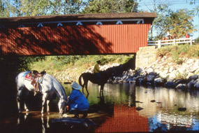 Pausing for a drink under the bridge