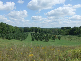 Tree Farm Trail View