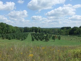 A field of mown grass and neat rows of small evergreen trees; taller deciduous trees in the distance.