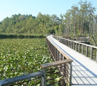 beaver marsh half day
