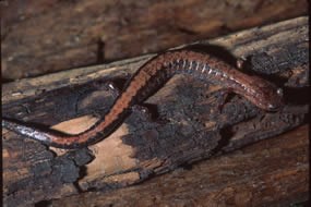 red-back salamander