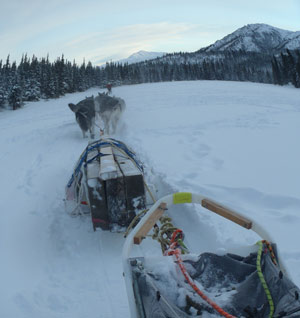 sled dogs pulling a pile of lumber down a snowy trail near forest and mountains